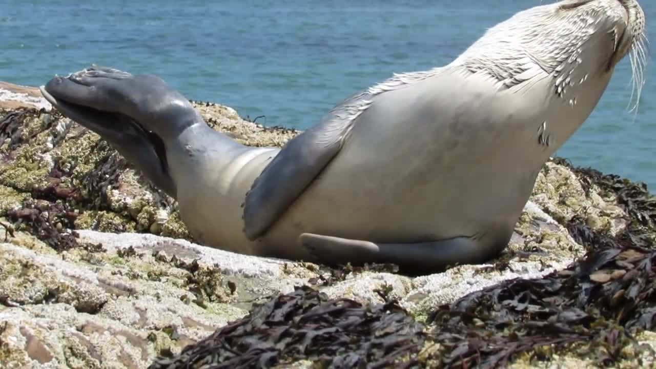 Rare Moment Of Baby Seal Doing Some Warm-up Exercise At The Beach