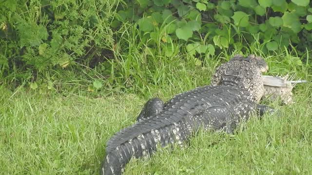 Alligator and Dinner