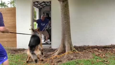 How To Make A Dog Agressive In A Few Easy Steps