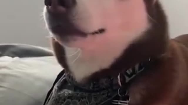 Funny Dog Singing Song Cute Husky