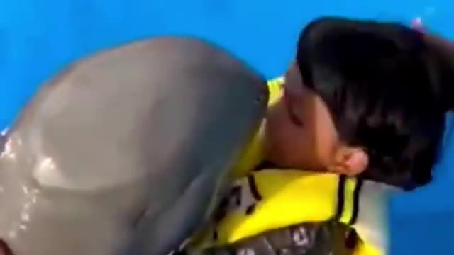 Dolphin Give a Hug to the Kid 😃