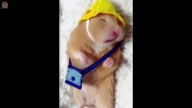 Cute hamster video. # Very Very Cute Reactions