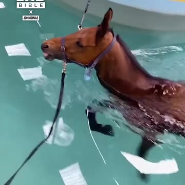 Horse Learning To Swim 😲