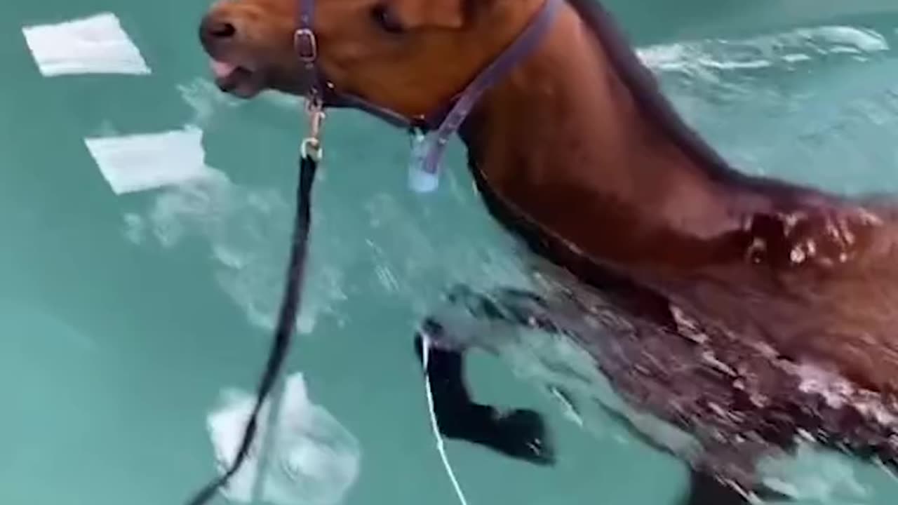 Horse Learning To Swim 😲