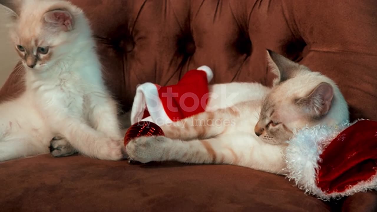 Two beautiful kittens playing on the couch. stock video...