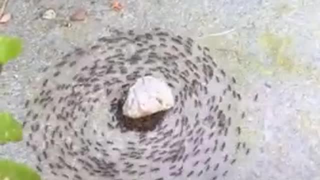 this ants are roaming round and round, anyone can tell about it