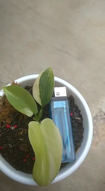 Fs violin flowers in my garden