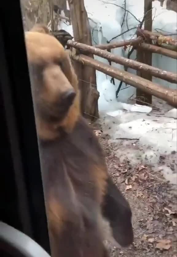 Bear funny walk