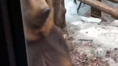 Bear funny walk