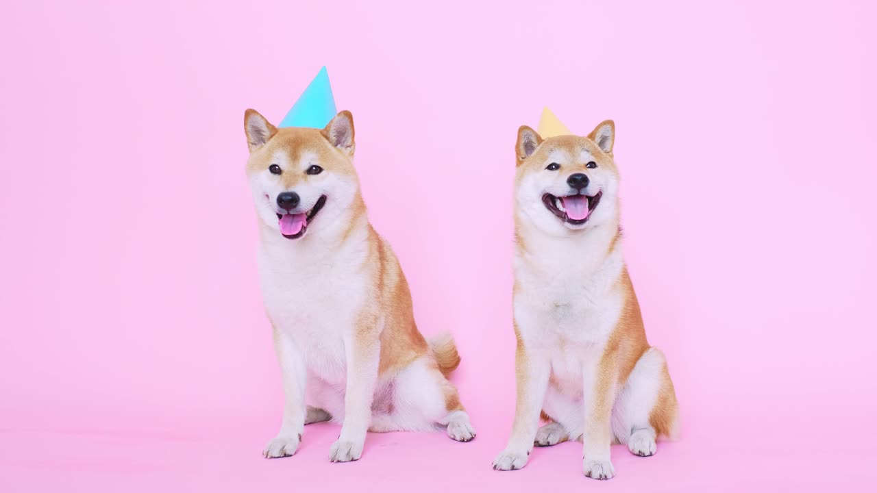 Cute dogs Birthday