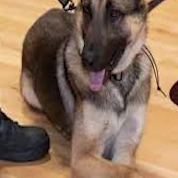 Police Officer K9 Odin: Alton PD, IL
