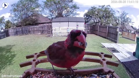 Molting season begins for this cardinal