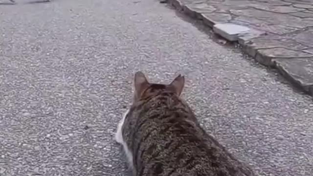 Cat hunting moves in the city of birds