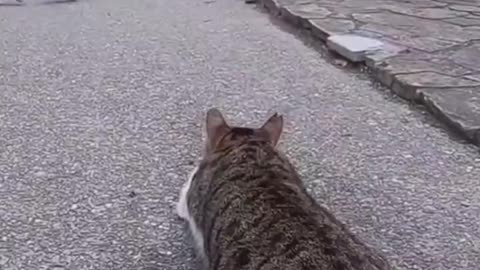 Cat hunting moves in the city of birds