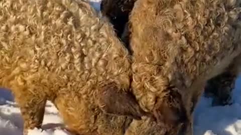 Мангалица это не только ценный мех