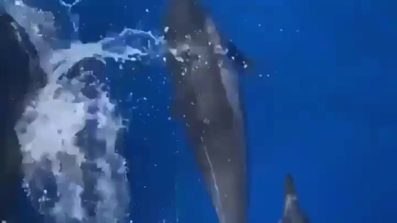 wildlife