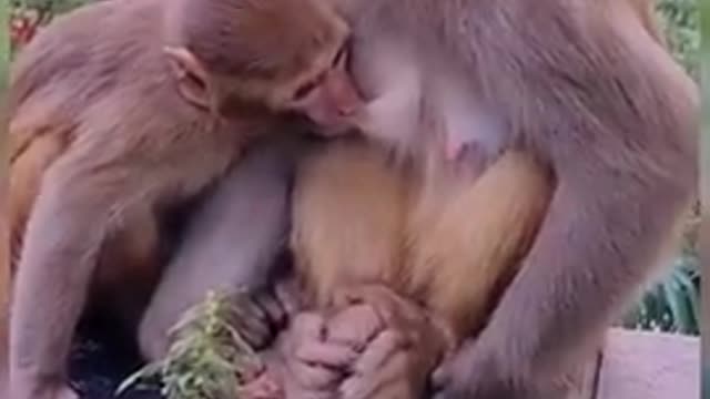 Monkey video