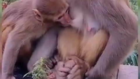 Monkey video