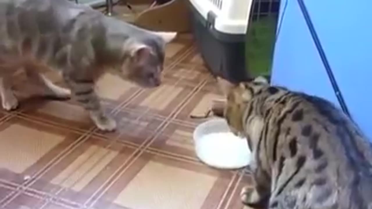 two cats sharing food