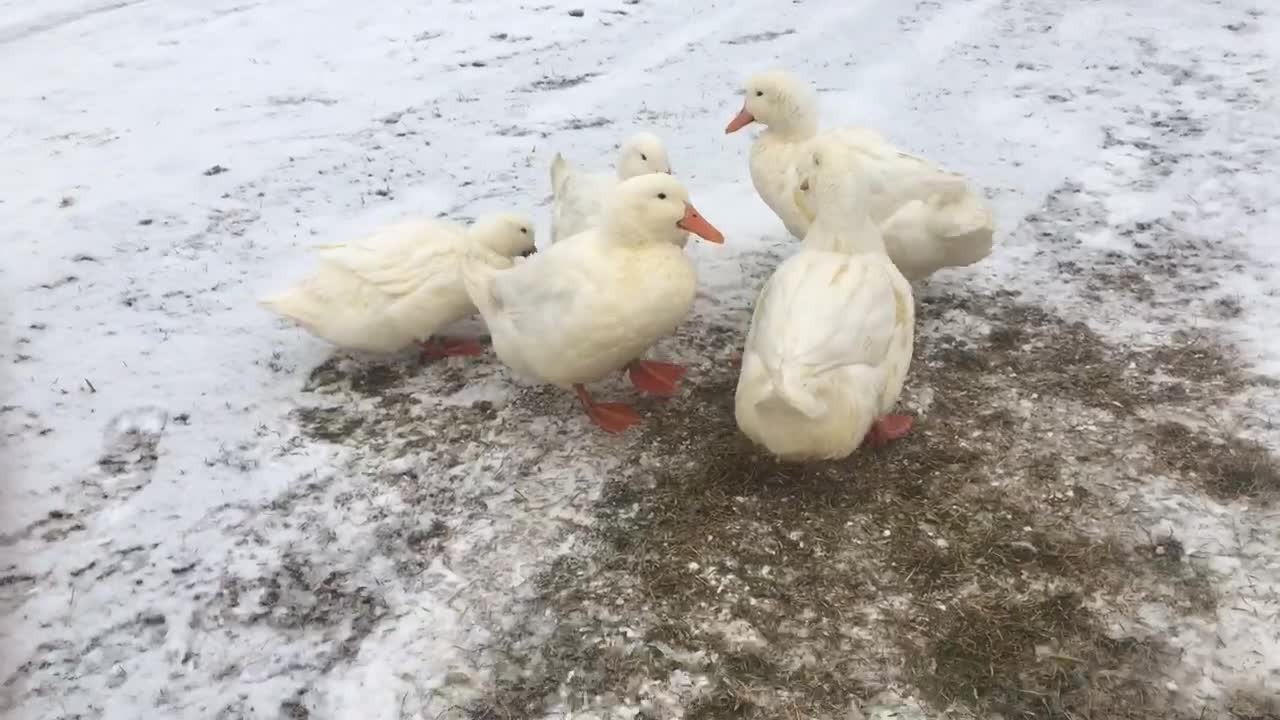 It’s about to be a duck fight