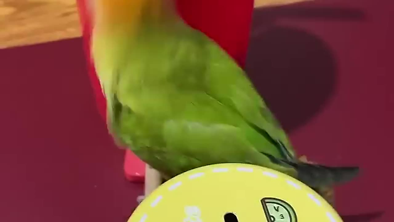 Smart parrots have the courage to act cute