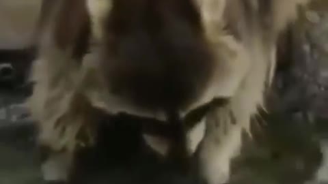 cute racoon finding food