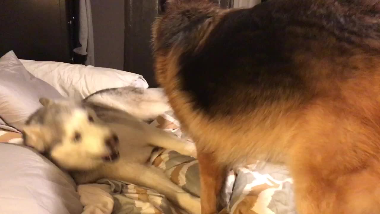 German Shepherd won't let stubborn husky sleep