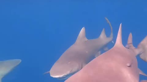 Wildlife