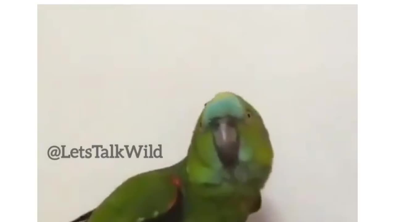 Parrot funny🤣 video