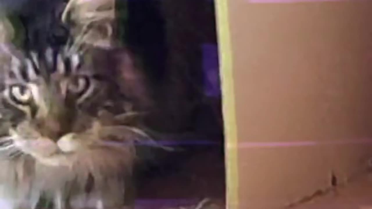 Just my cat