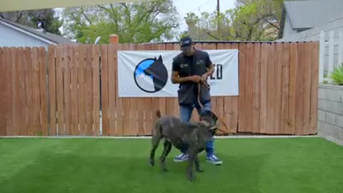 Dog training