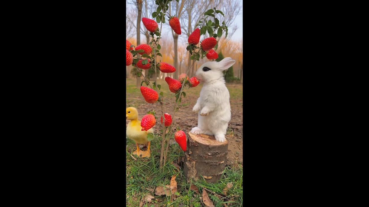 A cute rabbit eating strawberries.