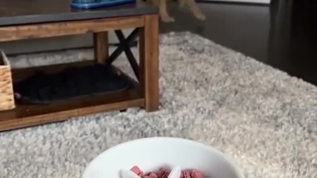 cute dog