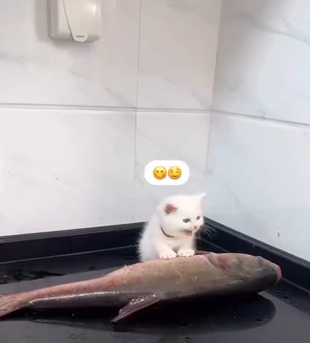 Apex hunter predator 👀😂