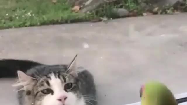 Cat and parrot funny