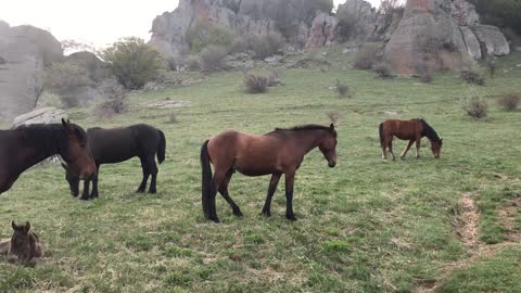 Horses grass with their young