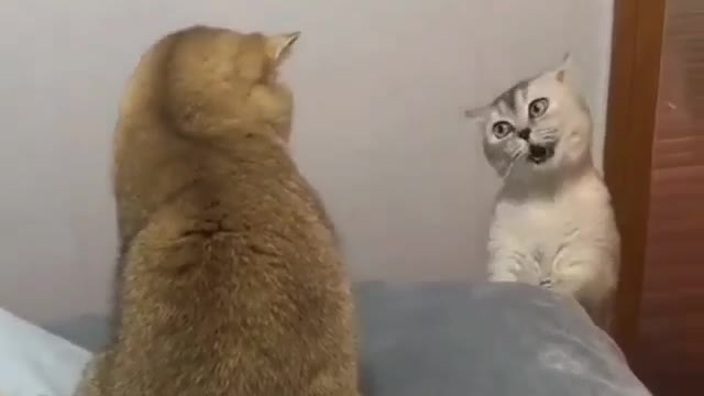 funny cat videooos1