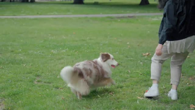 A woman plays with her dog in the park_batch