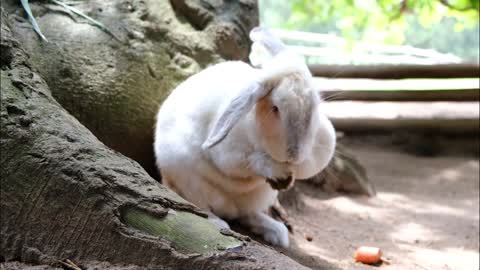 A Rabbit In A Farm Grooming Its Fluffy Hairs