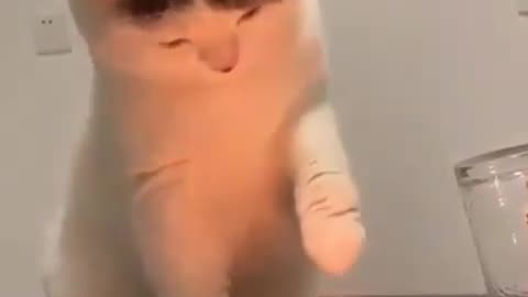 Cat plays with a candle