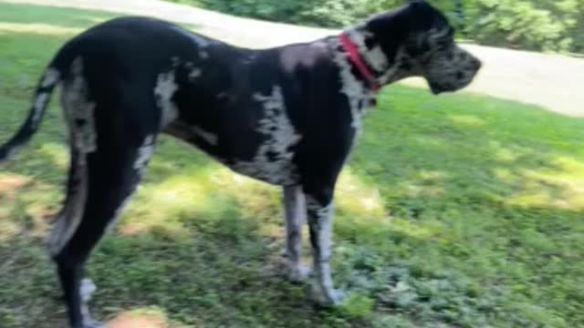 Oreo the Great Dane howls at the sirens