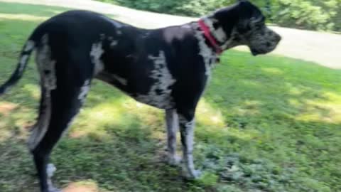 Oreo the Great Dane howls at the sirens