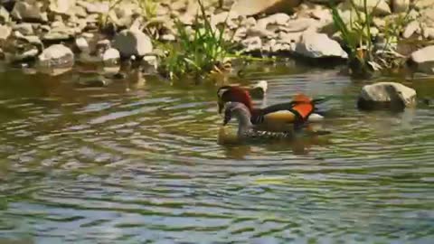 Mandarin Duck: 'the most beautiful duck in the world'