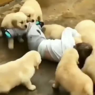 A Cute BABY amongst Pet Pups.