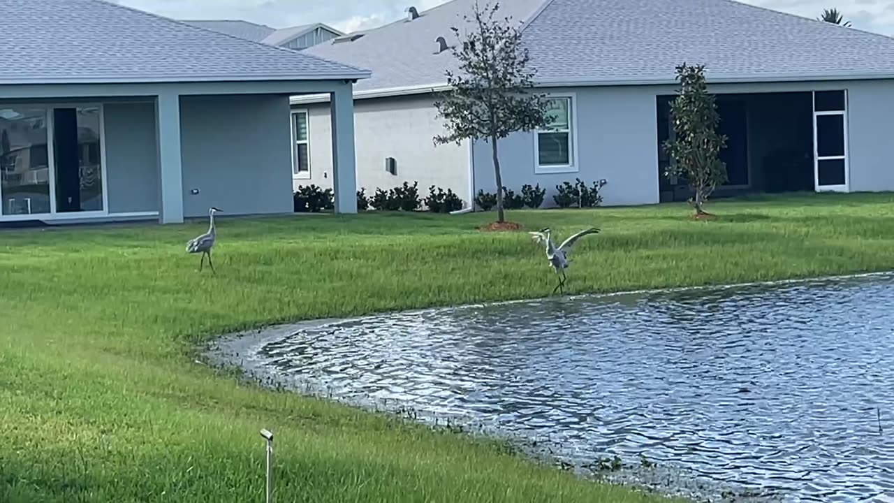 New Sandhill Crane: 10-13-2024