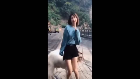 Funniest dogs and cat with girl best funny video 2024