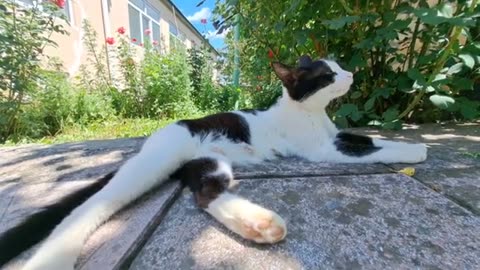 I gave an Egg to a Cute Street Cat