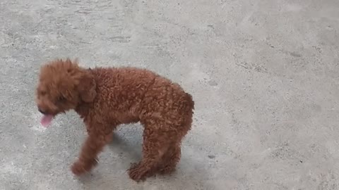mischievous puppies