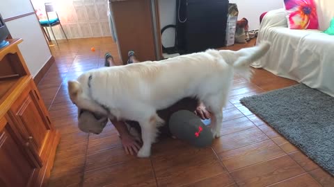 Dog interrupts workout: Funny Dog Bailey