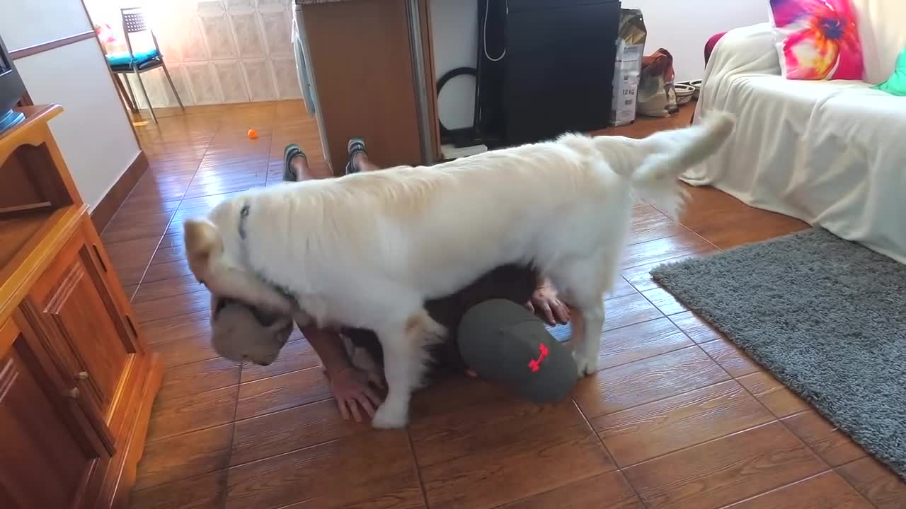 Dog interrupts workout: Funny Dog Bailey